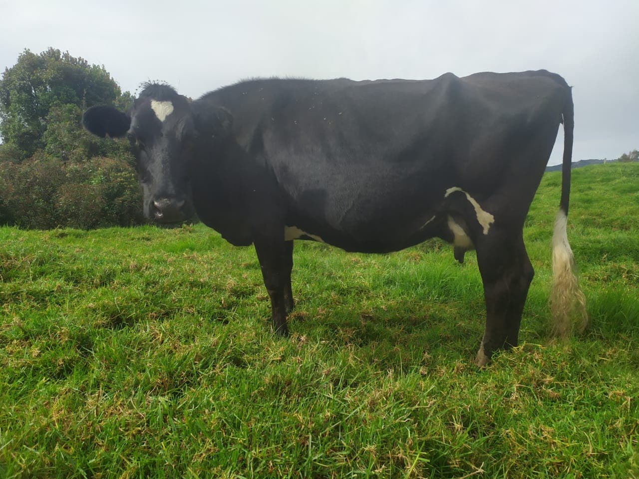 Venta vaca servida — 1