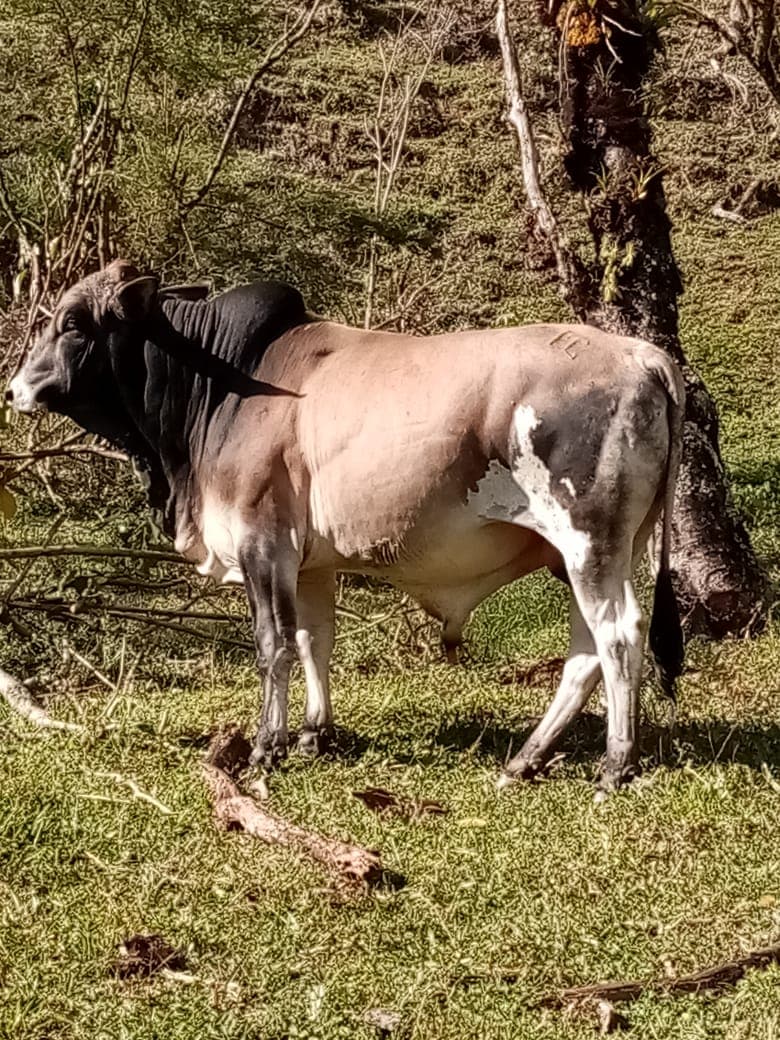 Toro pardo enresado con simental