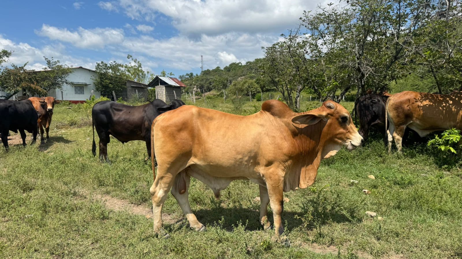 Lote de 21