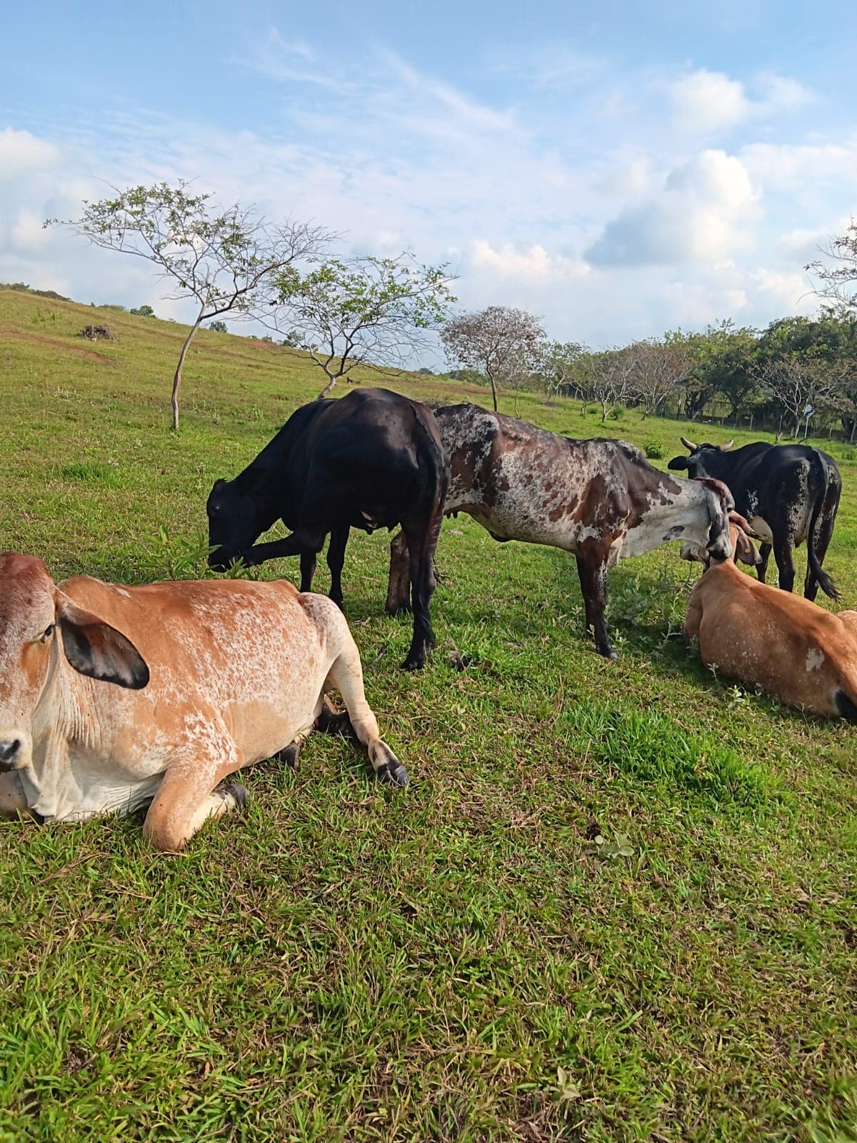 Vacas Girolando F1 primer parto preñadas – Santander de Quilichao — 1