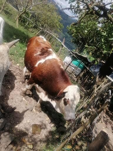 Toro Simmental Puro — 1