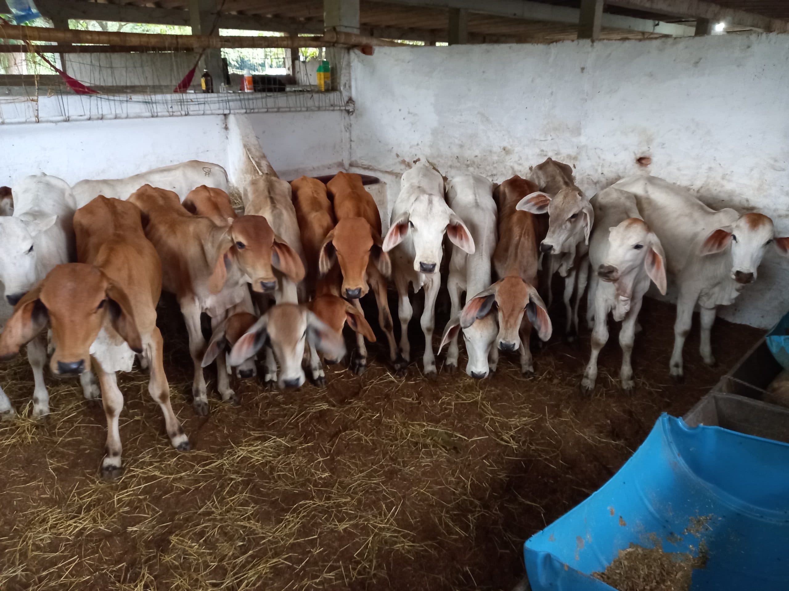 Terneros brahman son 24 — 1