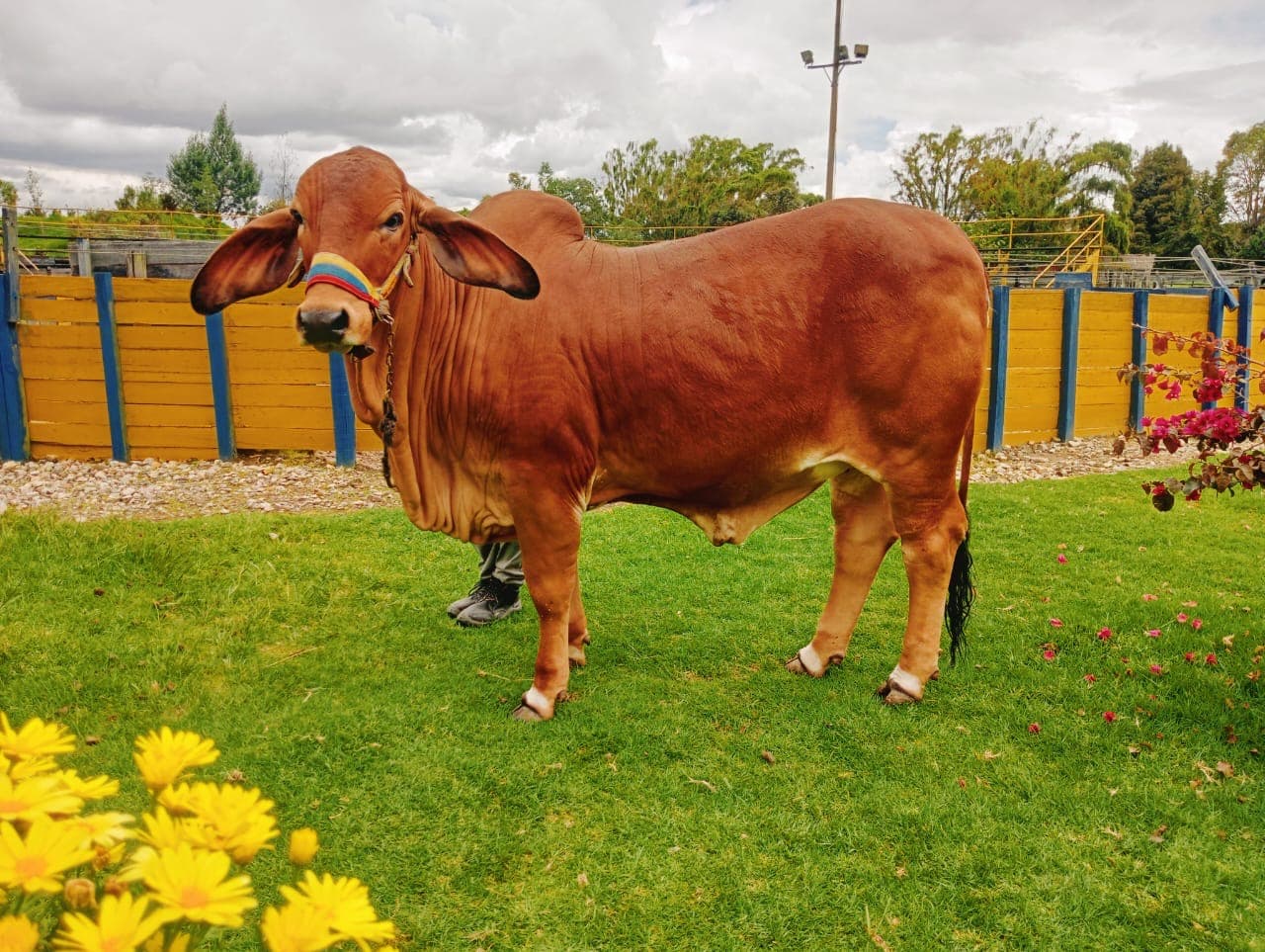 Novilla Brahman Rojo — 1