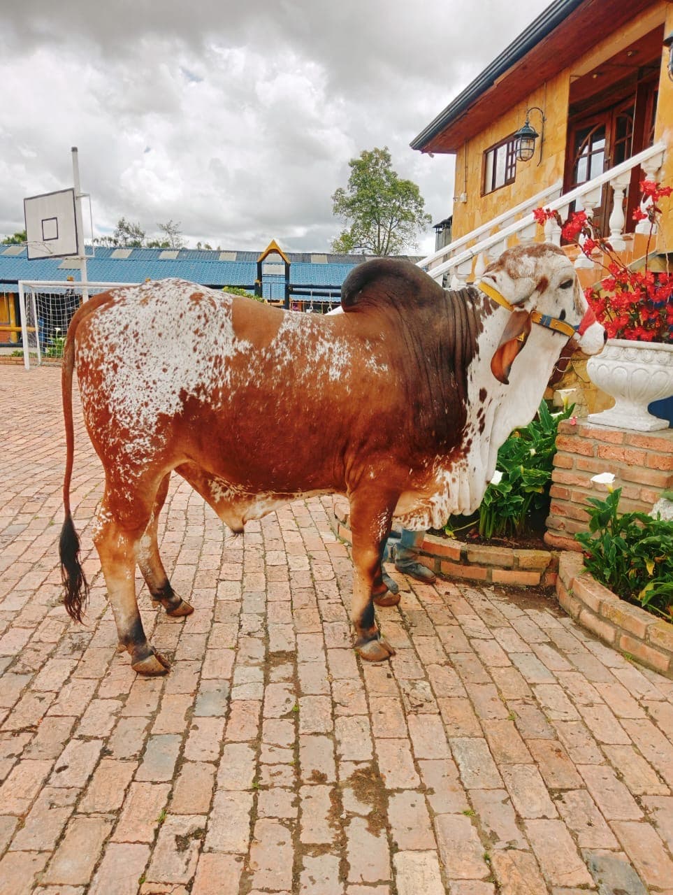 Venta Toro Gyr — 1