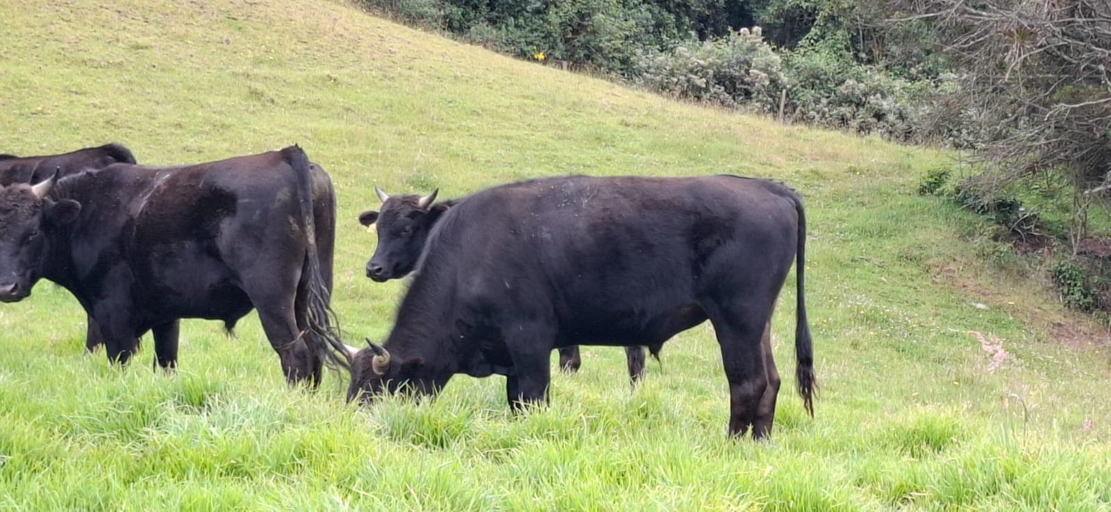 Ganado Wagyu puro con registro — 1