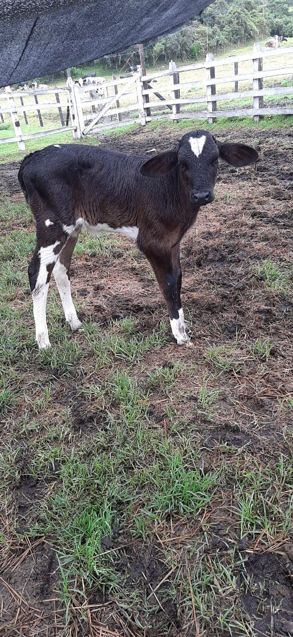 Girolandas 5/8 Hijas de toro hijo de Gheghis Kan Por Vaca F1Girolanda — 1
