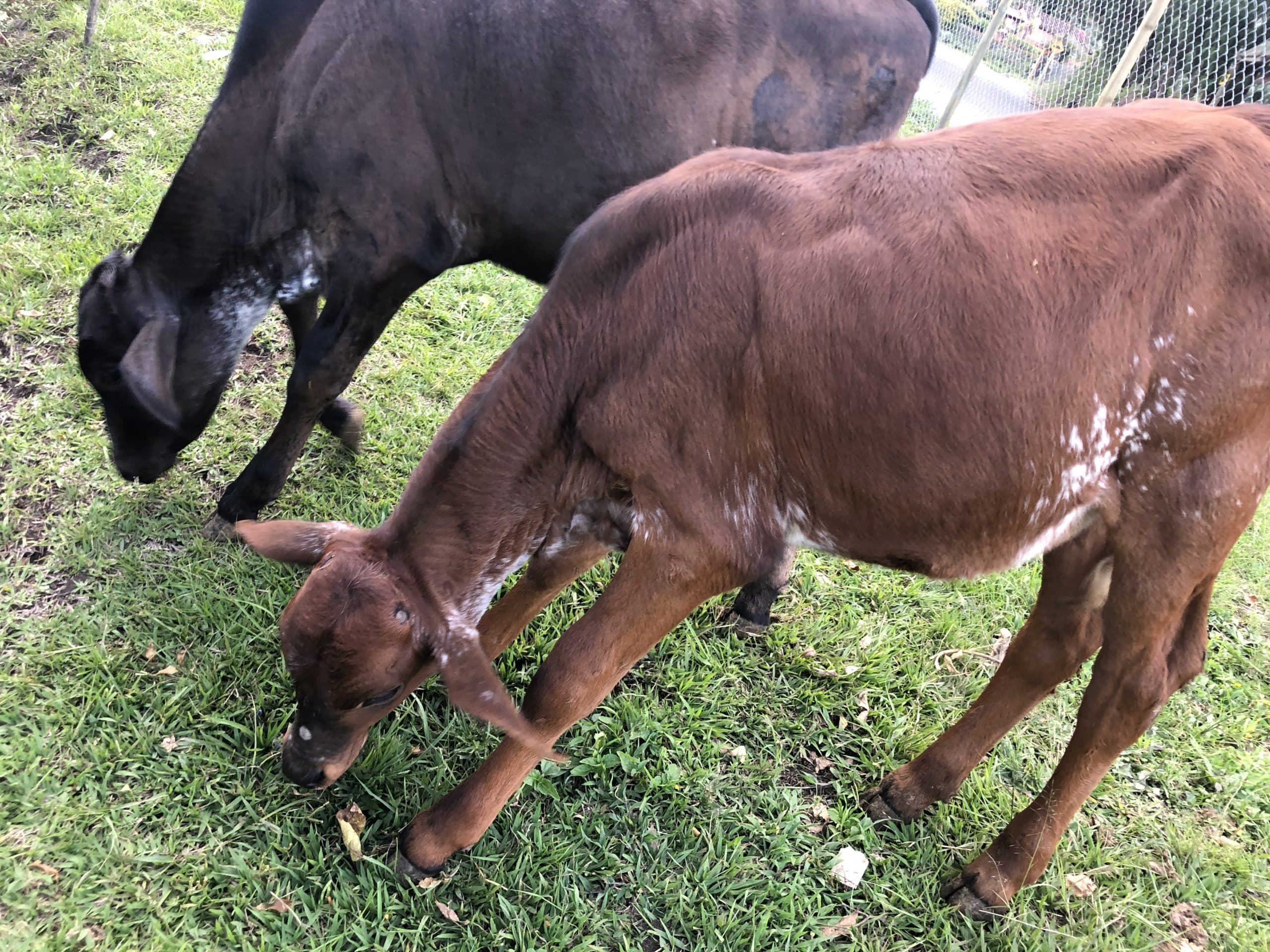 Hermosas terneras girolandas F1 de inseminacion exelente genetica