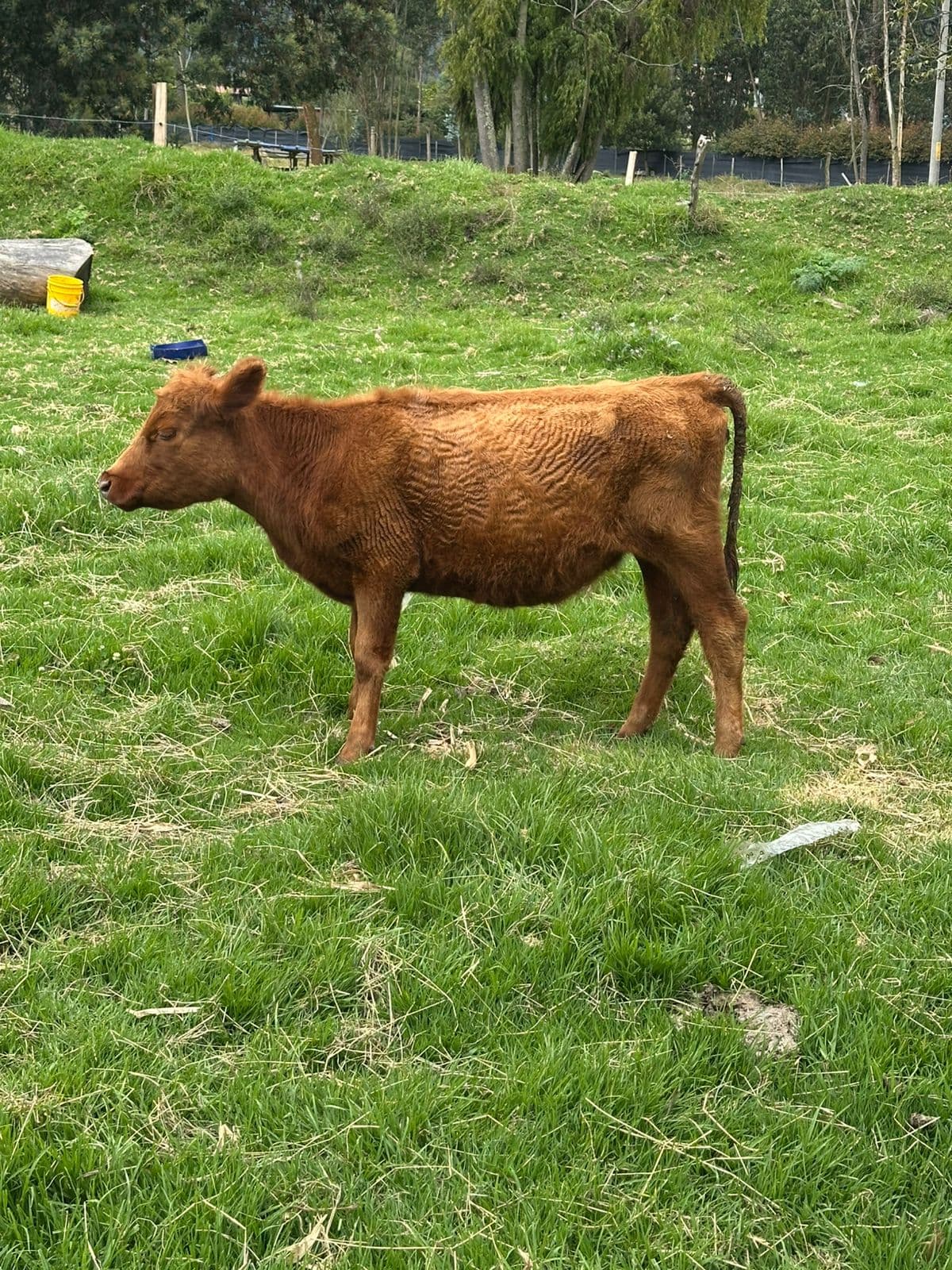 NOVILLA ANGUS CON REGISTRO