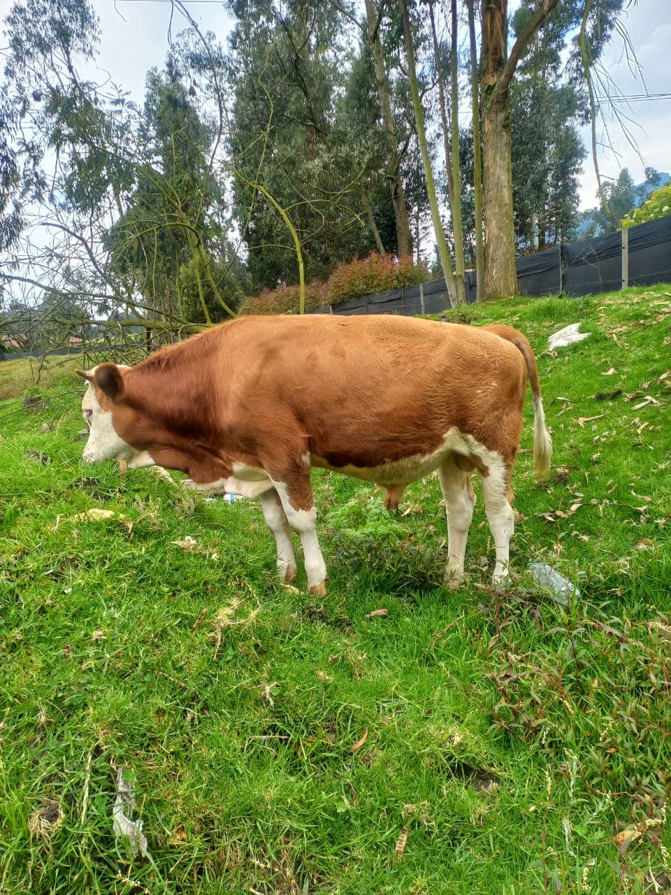 TERNERO SIMMENTAL CON REGISTRO — 1