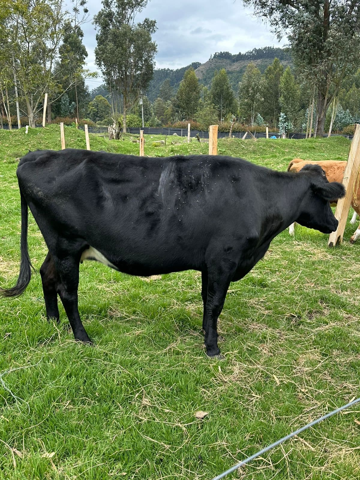 VACA F1 GYR X HOLSTEIN — 1
