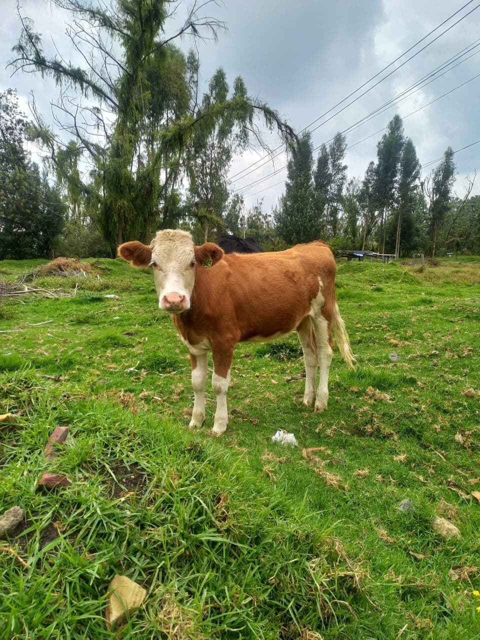 TERNERA SIMMENTAL CON REGISTRO — 1