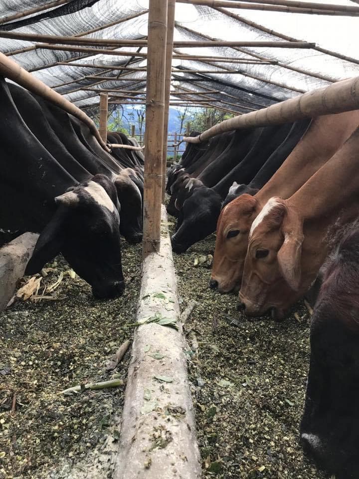Estabulacion De Terneros Con Pasto Cuba 22 — 1