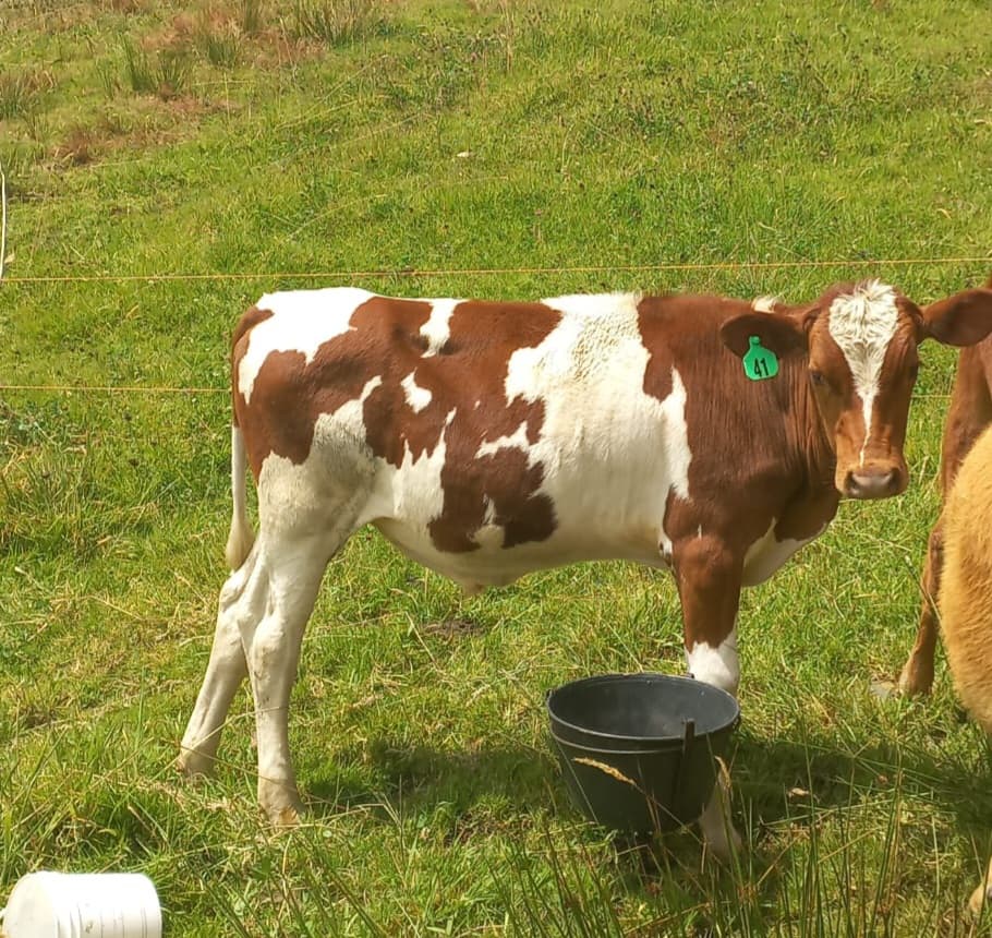 Ternero holstein — 1