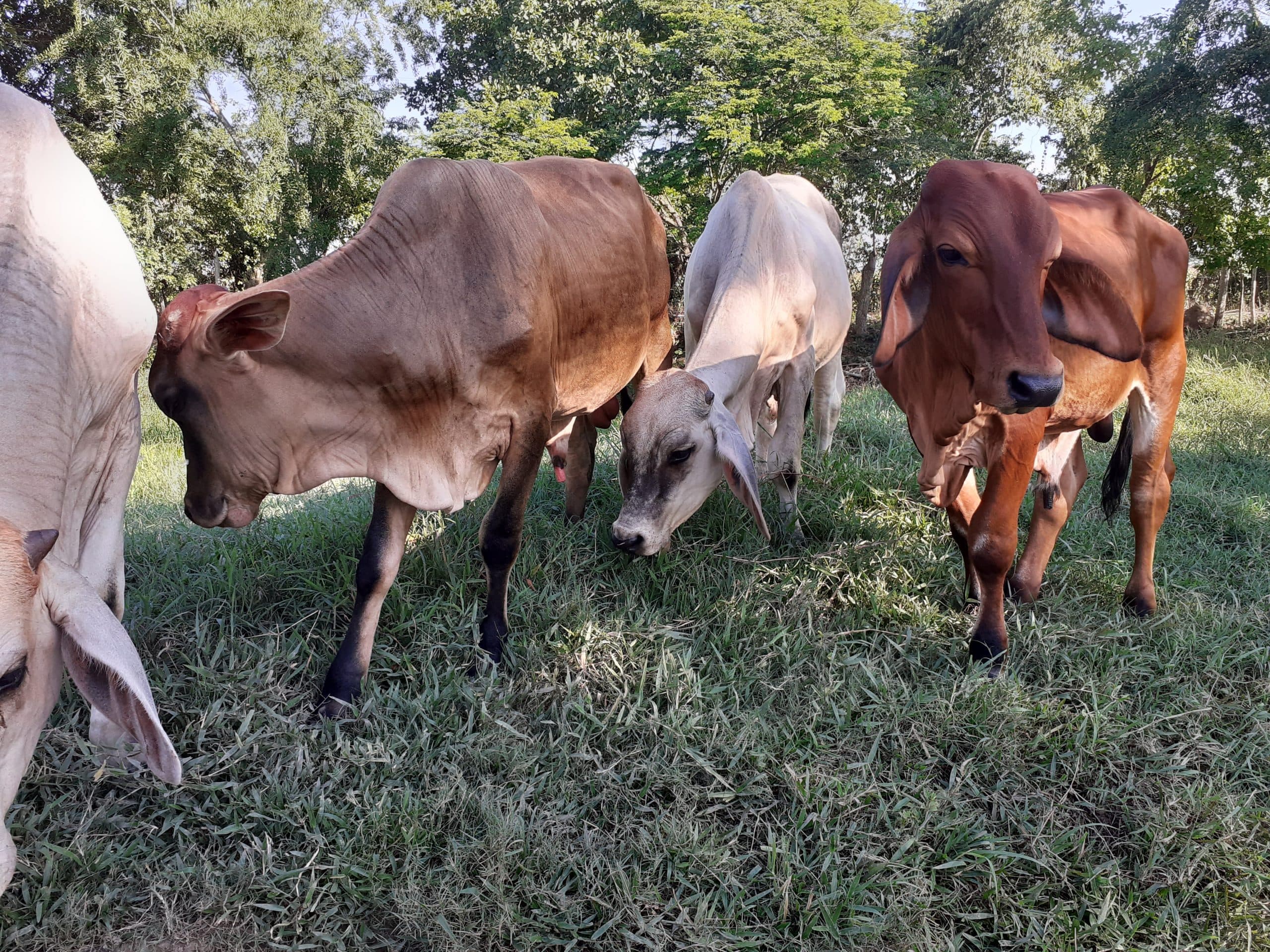 Lote Machos Para Pre ceba — 1