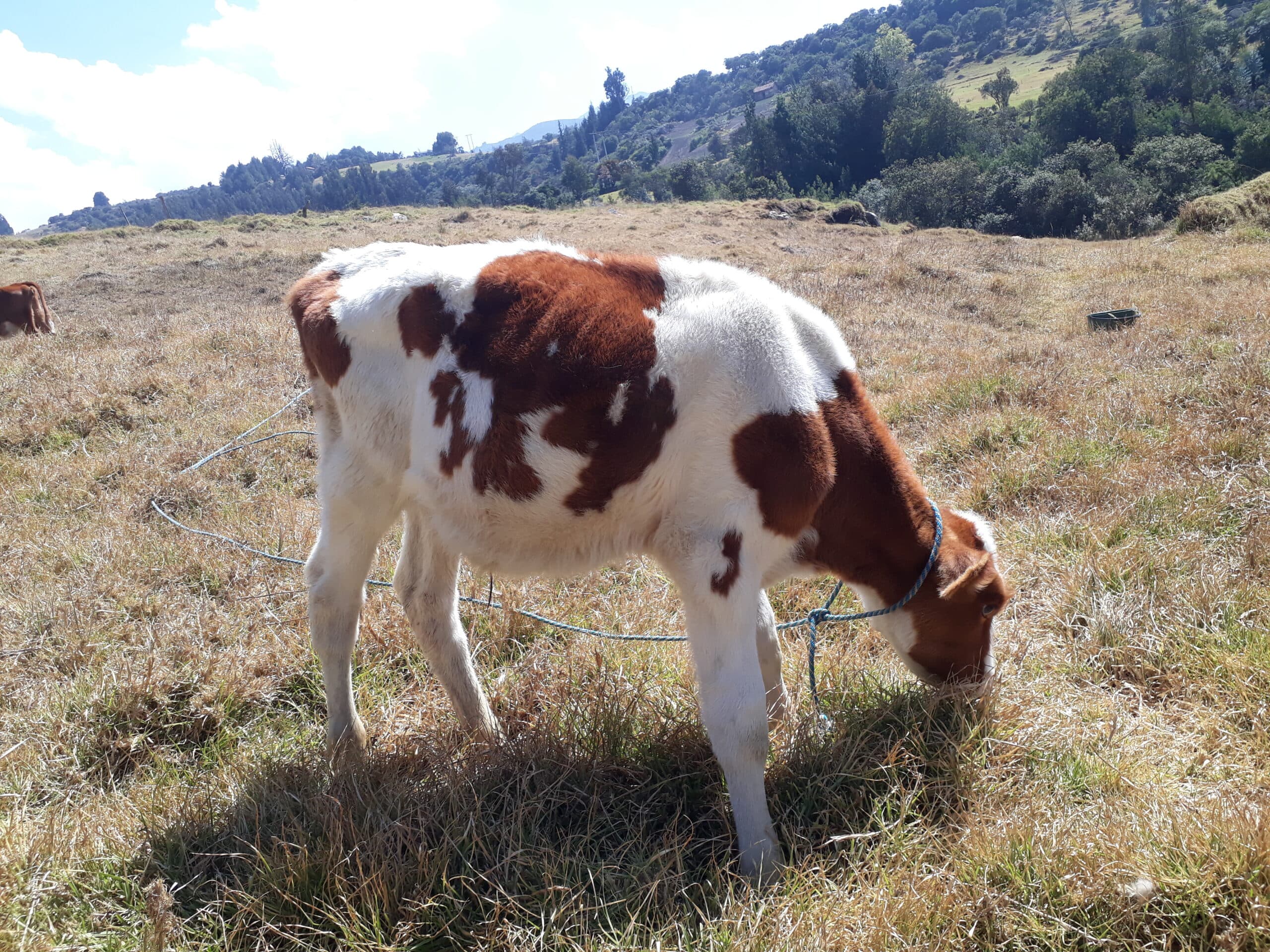Oportunidad. Venta de ternero y ternera — 1
