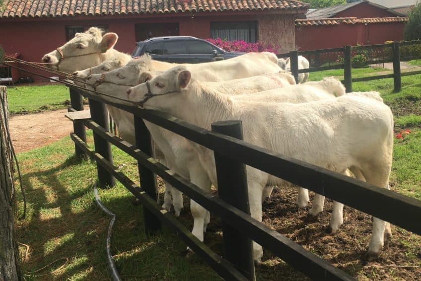 LOTE CHAROLAISE PURO REGISTRADO — 1