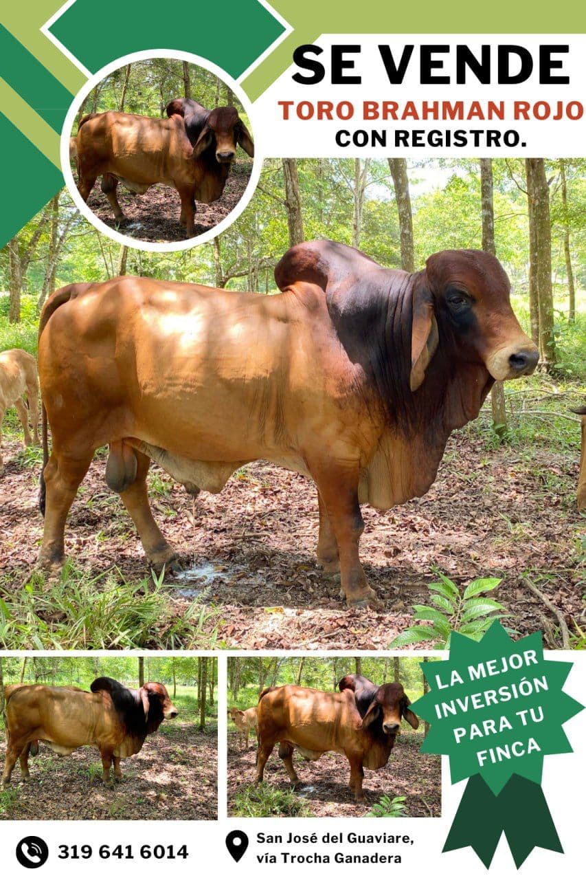 VENTA DE TORO BRAHMAN ROJO — 1