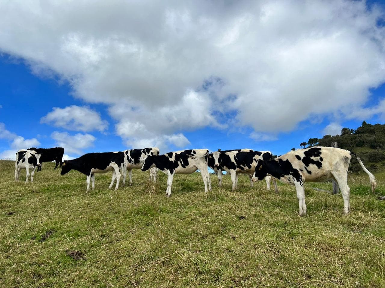 Vendo novillas Holstein para primer parto, muy buena genetica. — 1