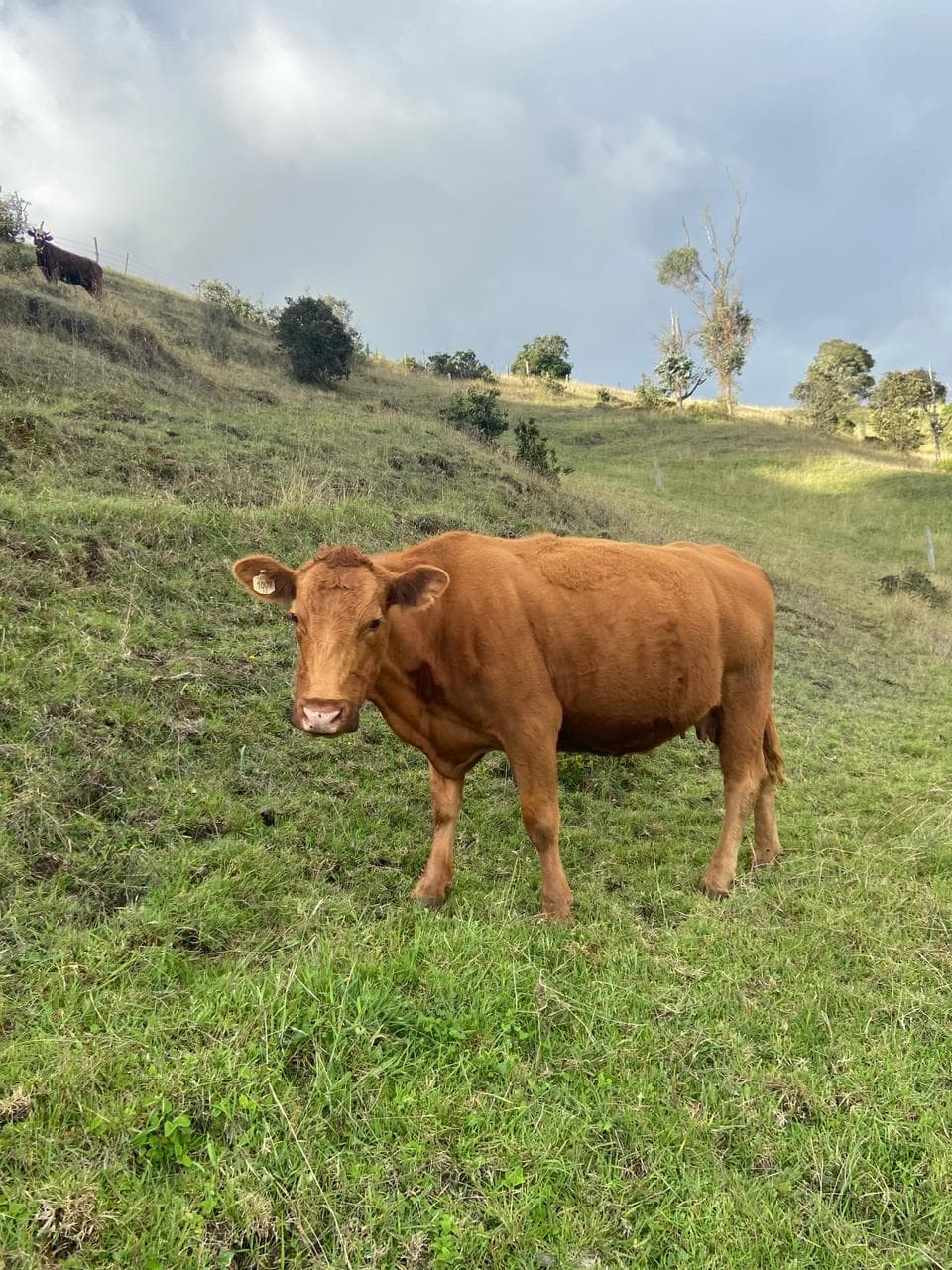 Vendo lote de ganado wagyu, 48 animales para carne — 1