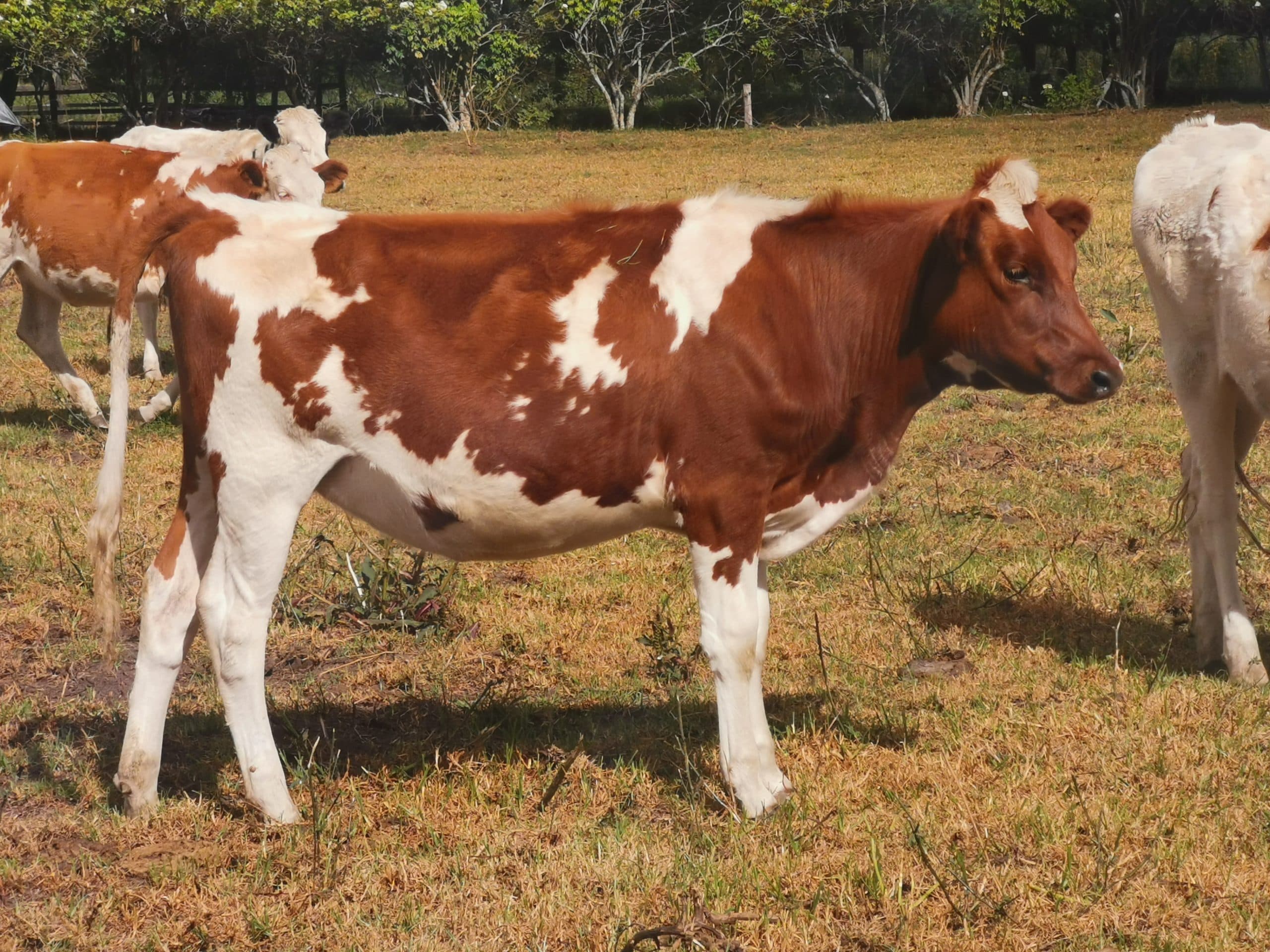 Novilla Holstein para servir