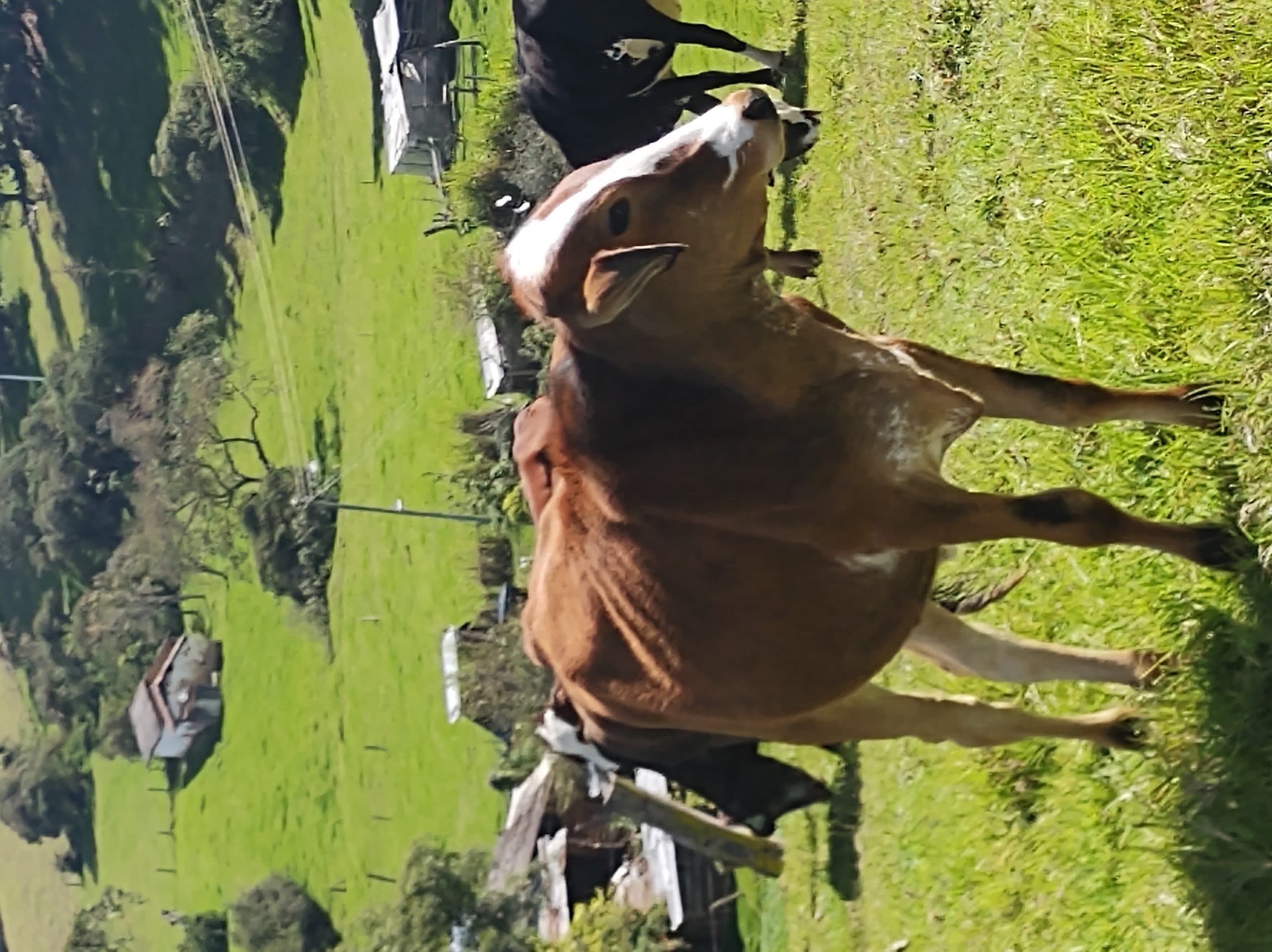 Venta de 23 novillas de 16 meses y 2 vacas de primer parto con 8 meses de preñadas — 1
