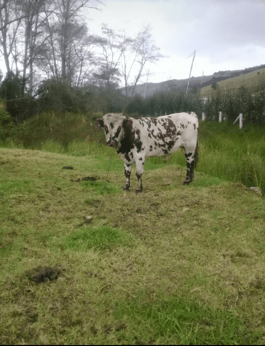 Toro normando — 1