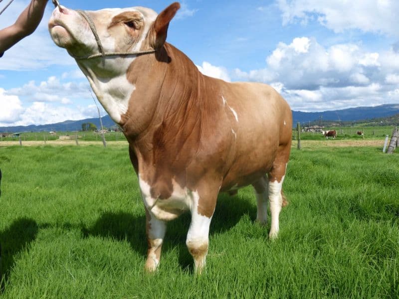 Hermoso simmental — 1