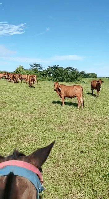 150 hermosas hembras de vientre brahmanRojo — 1