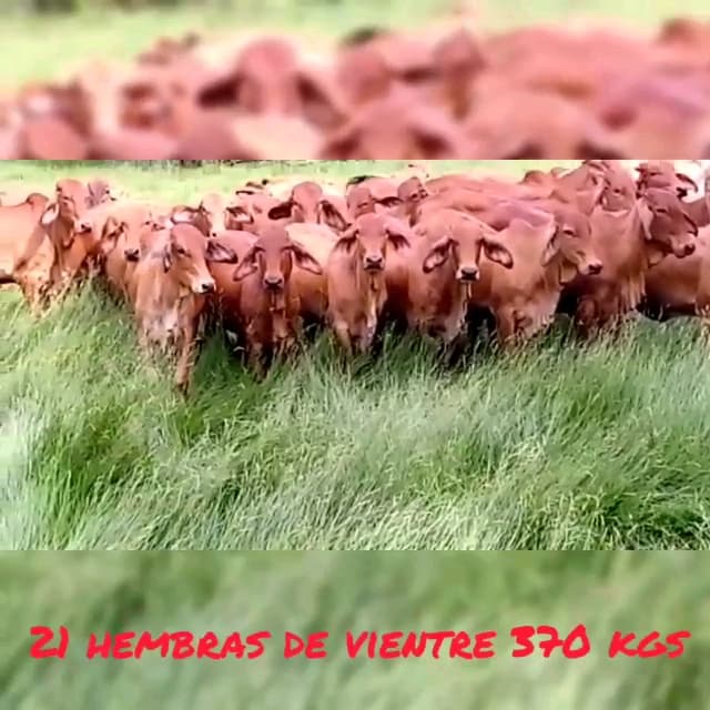 Hembras de vientre vacías y listas para entorar. Info solo WhatsApp — 1