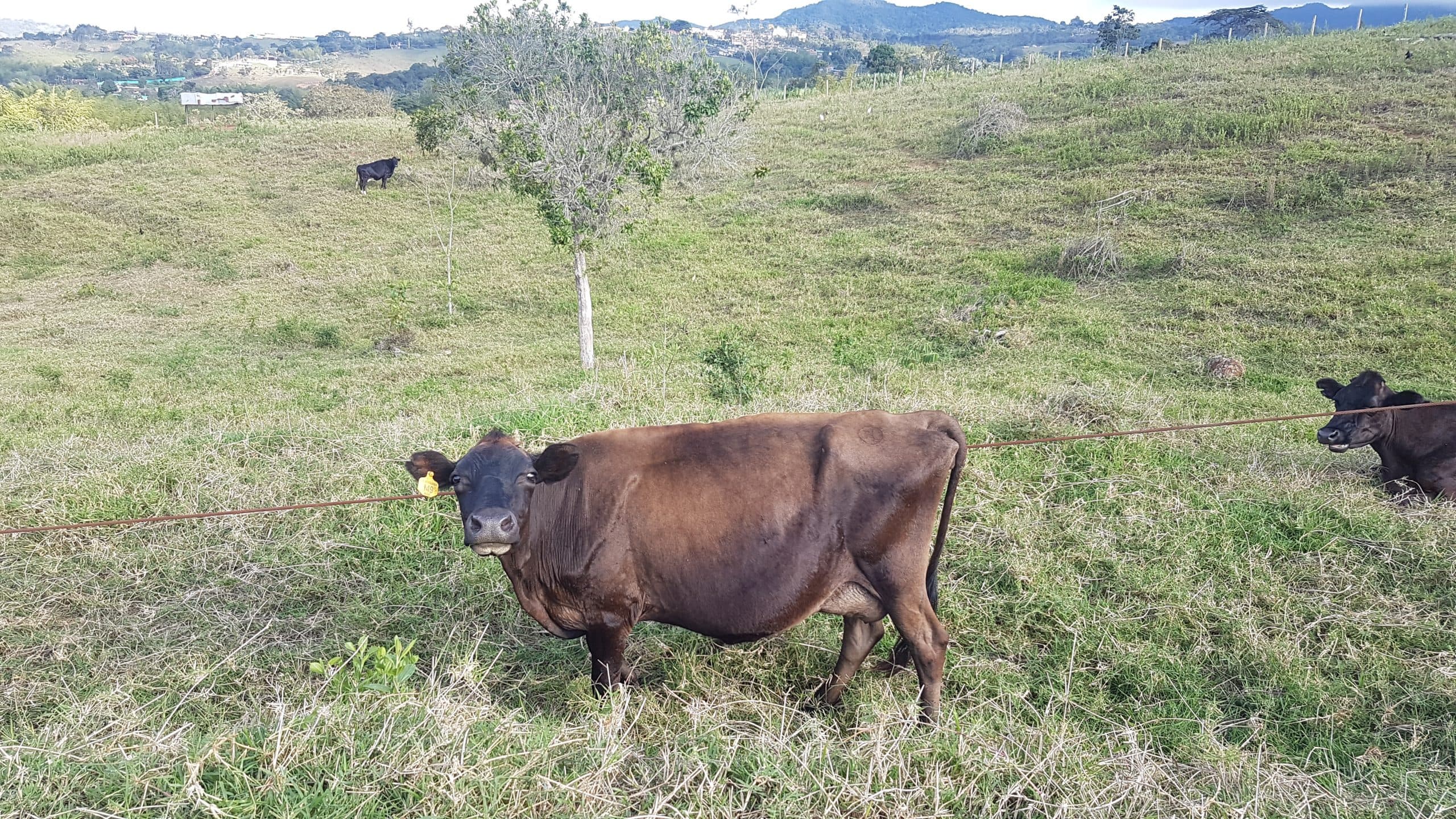 Vendo ganado — 1