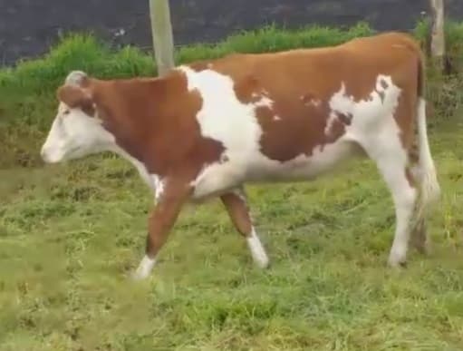 novilla montbeliarde 6 meses de preñez — 1