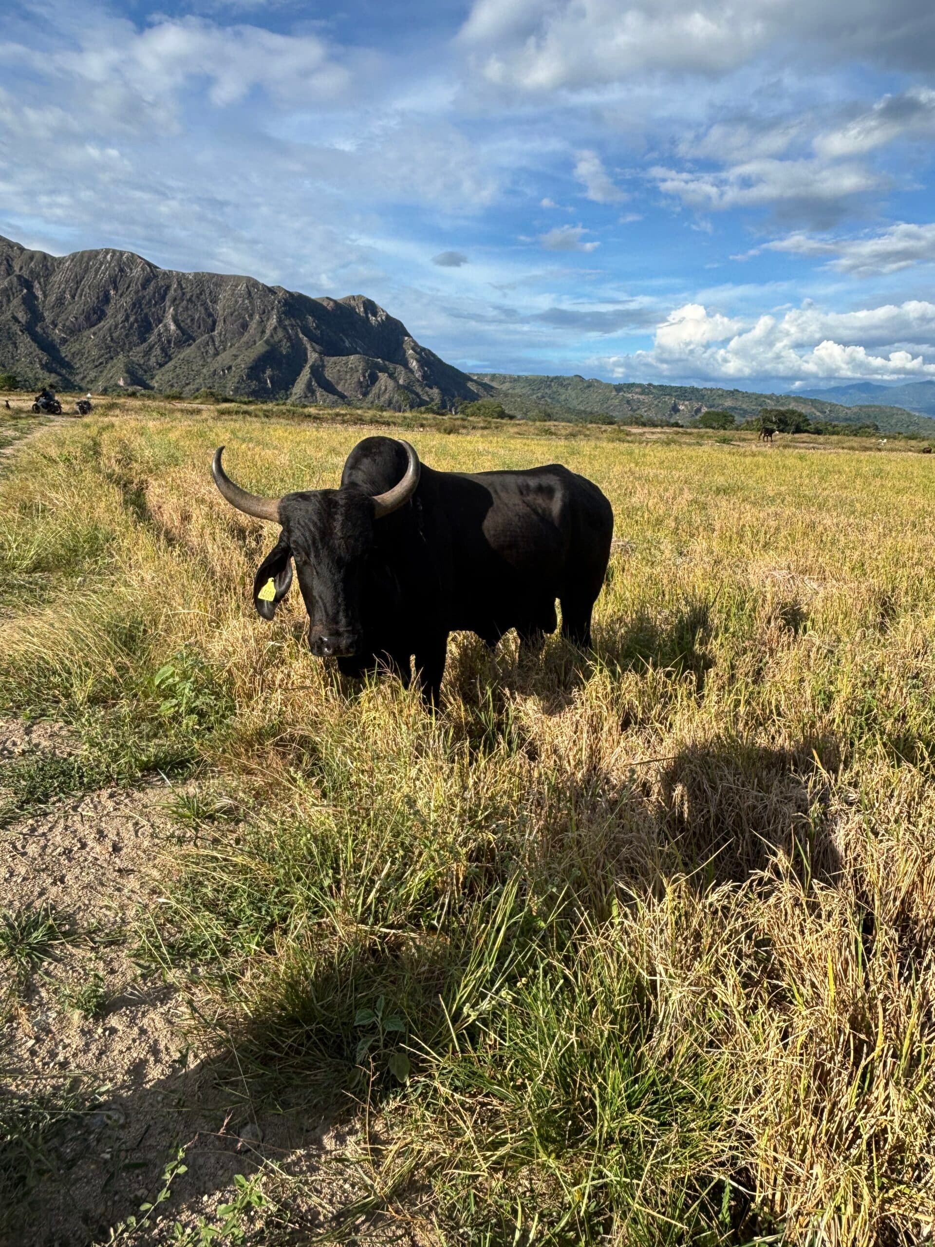 Venta de toro