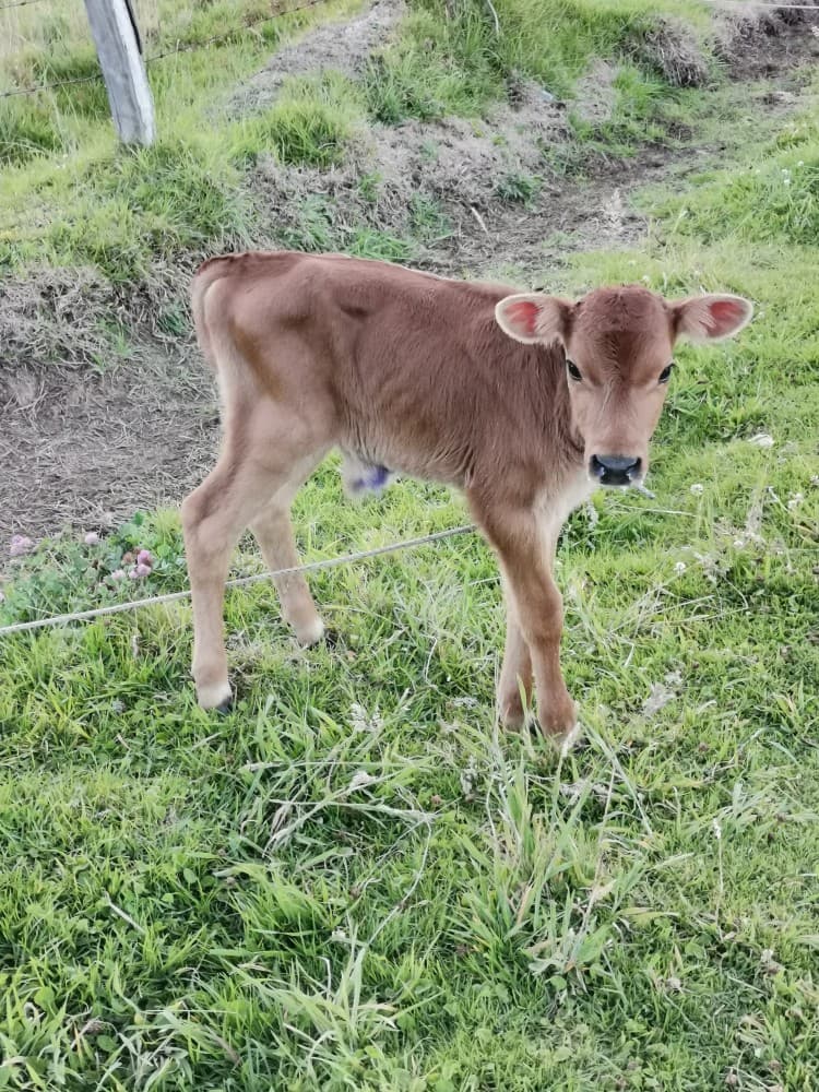 Venta de ternero Jersey (hijo de vaca de 2da generación x Skyclass) — 1