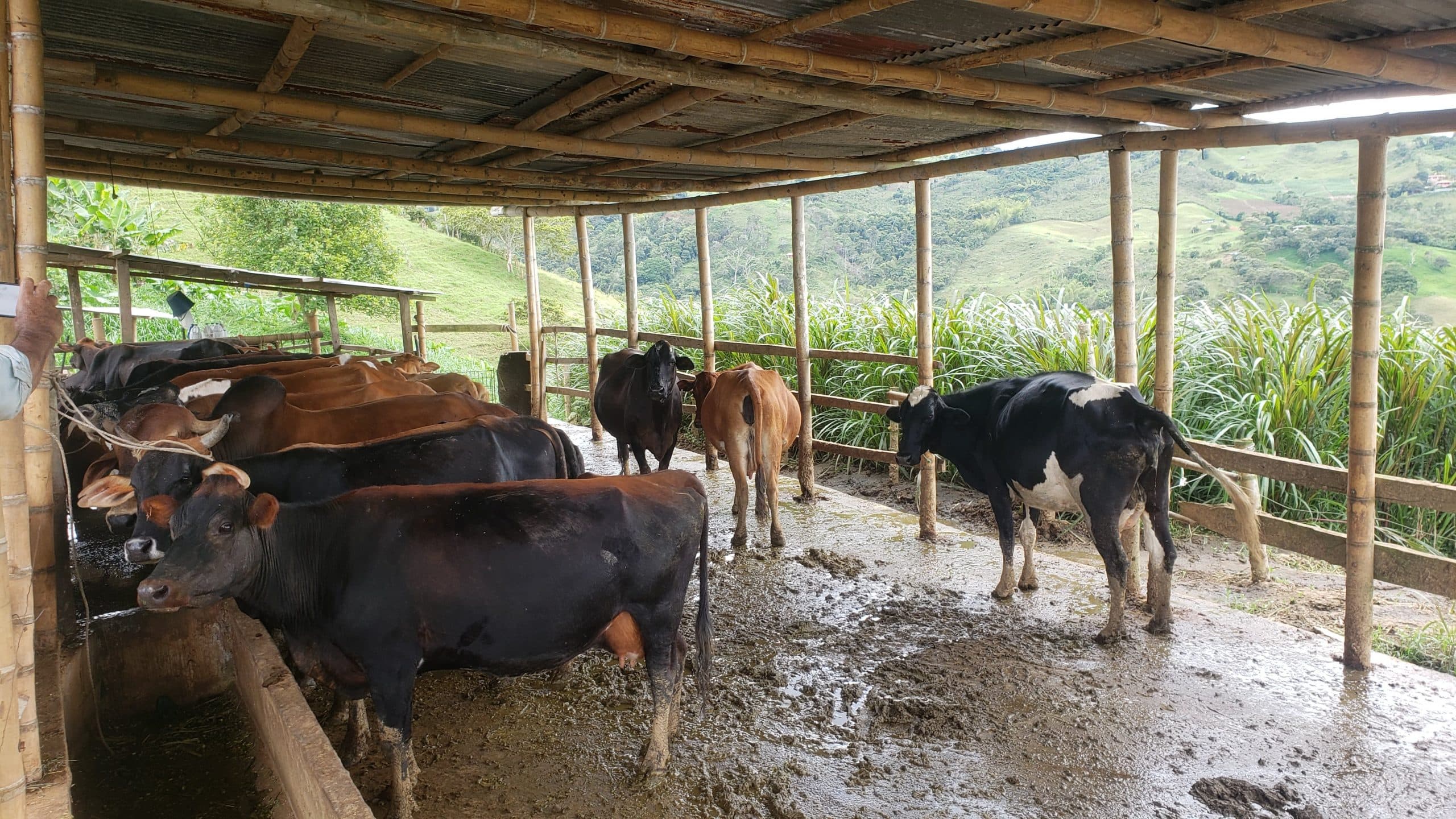 150 litros prom x Dia /17 Vacas +1 Toro /13 Embazadas /Raza Gyr y Jersey/ 2 Partos prom/ $52M — 1