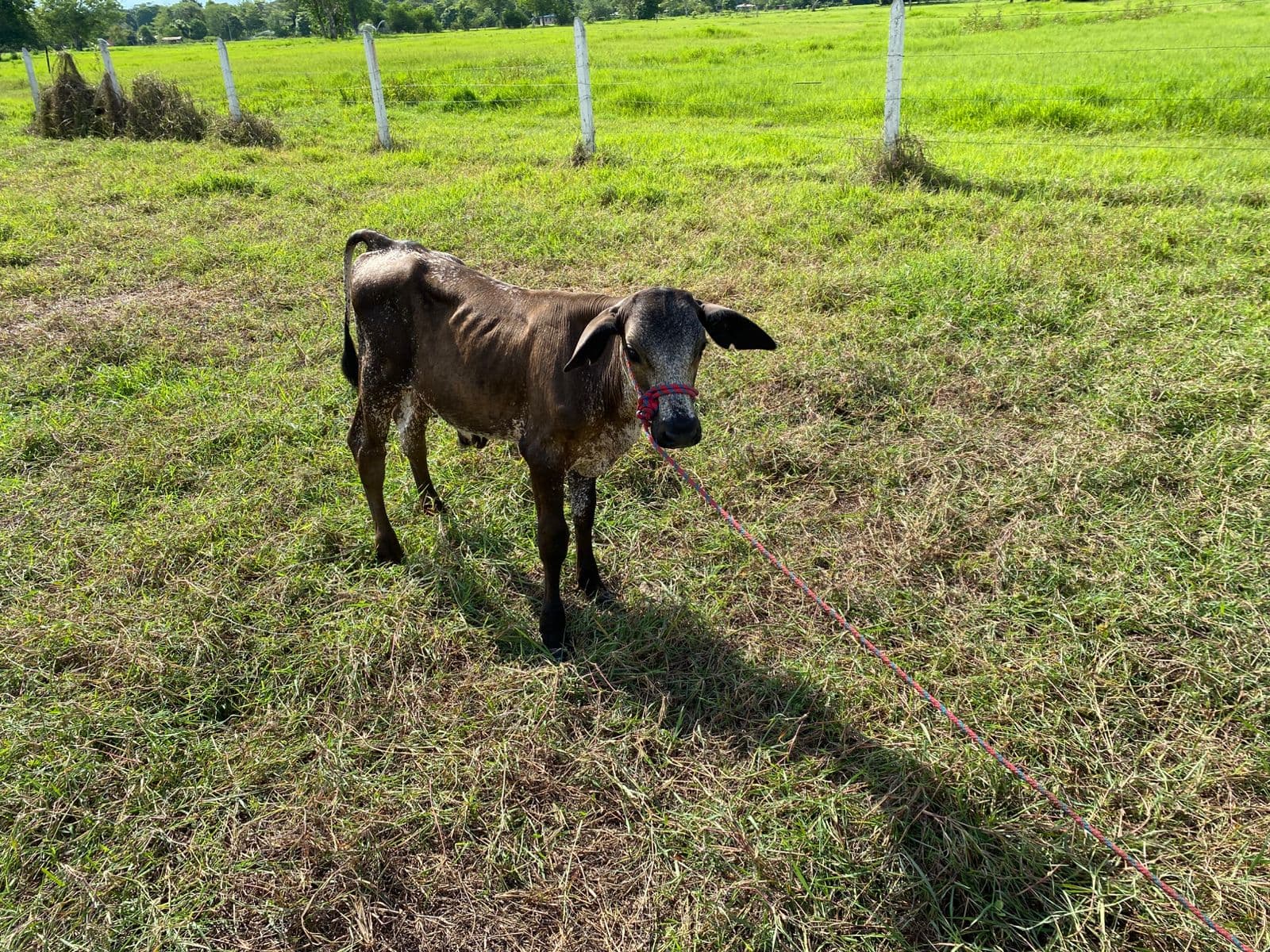 vendo lote de 5 terneros GYR y BRAHMAN