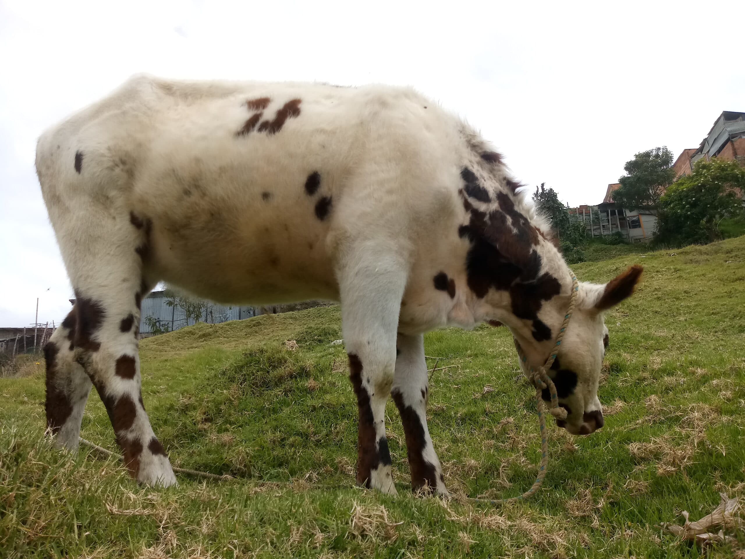 Vacas normando — 1