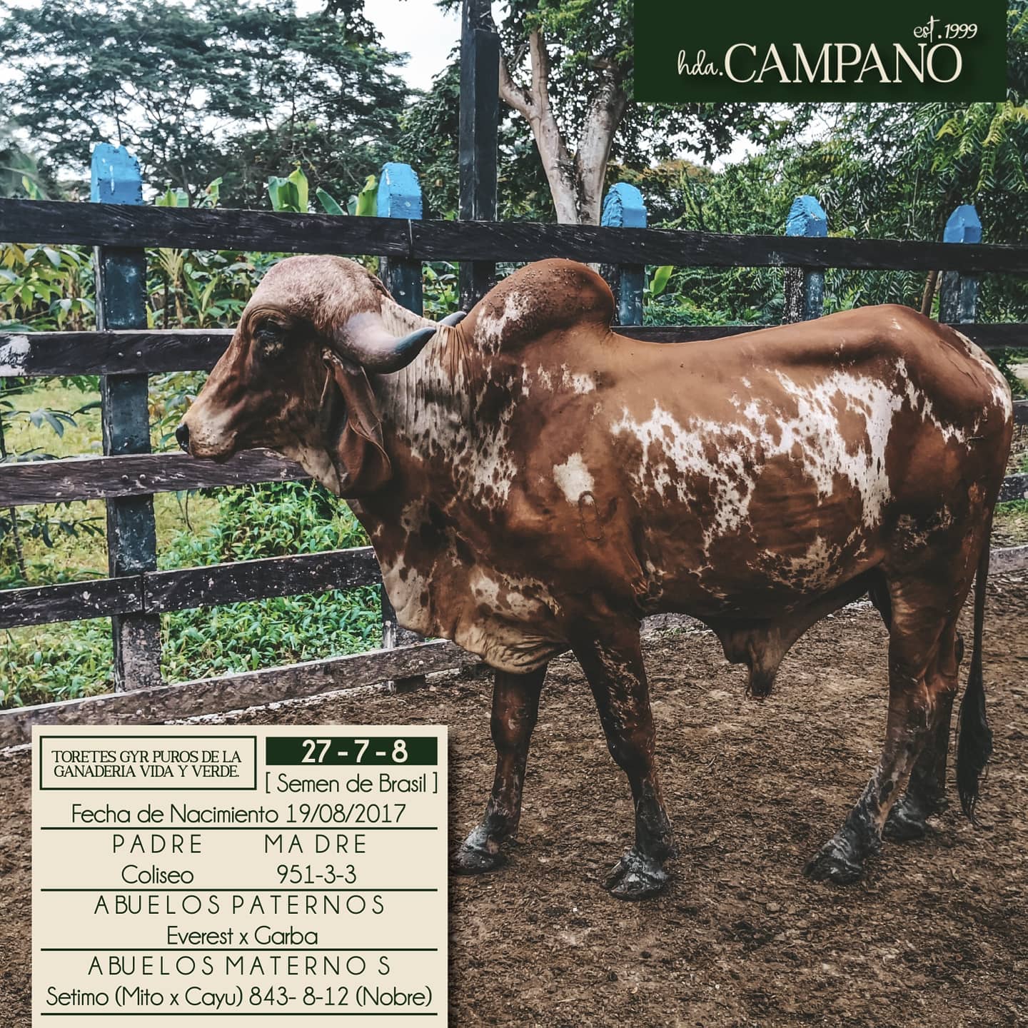 Machos Gyr Puros con registro 100% leche — 1