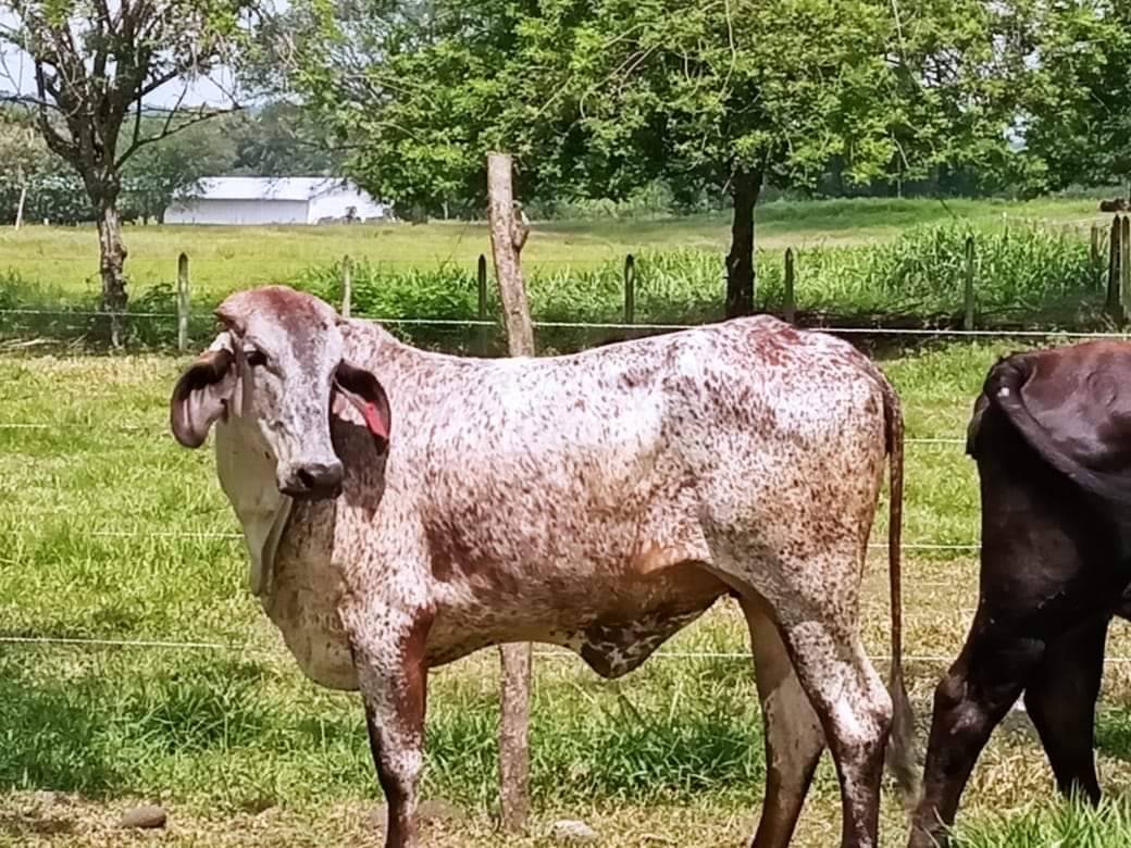 Venta de vacas y novilllas tipo leche — 1