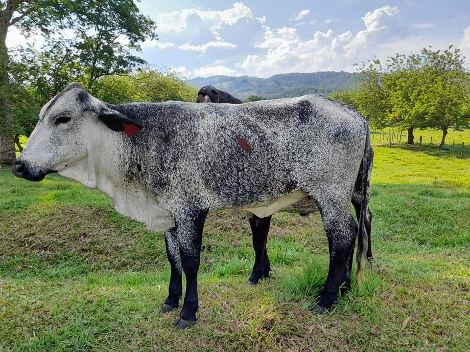 Venta de vacas y novilllas tipo leche 📲
