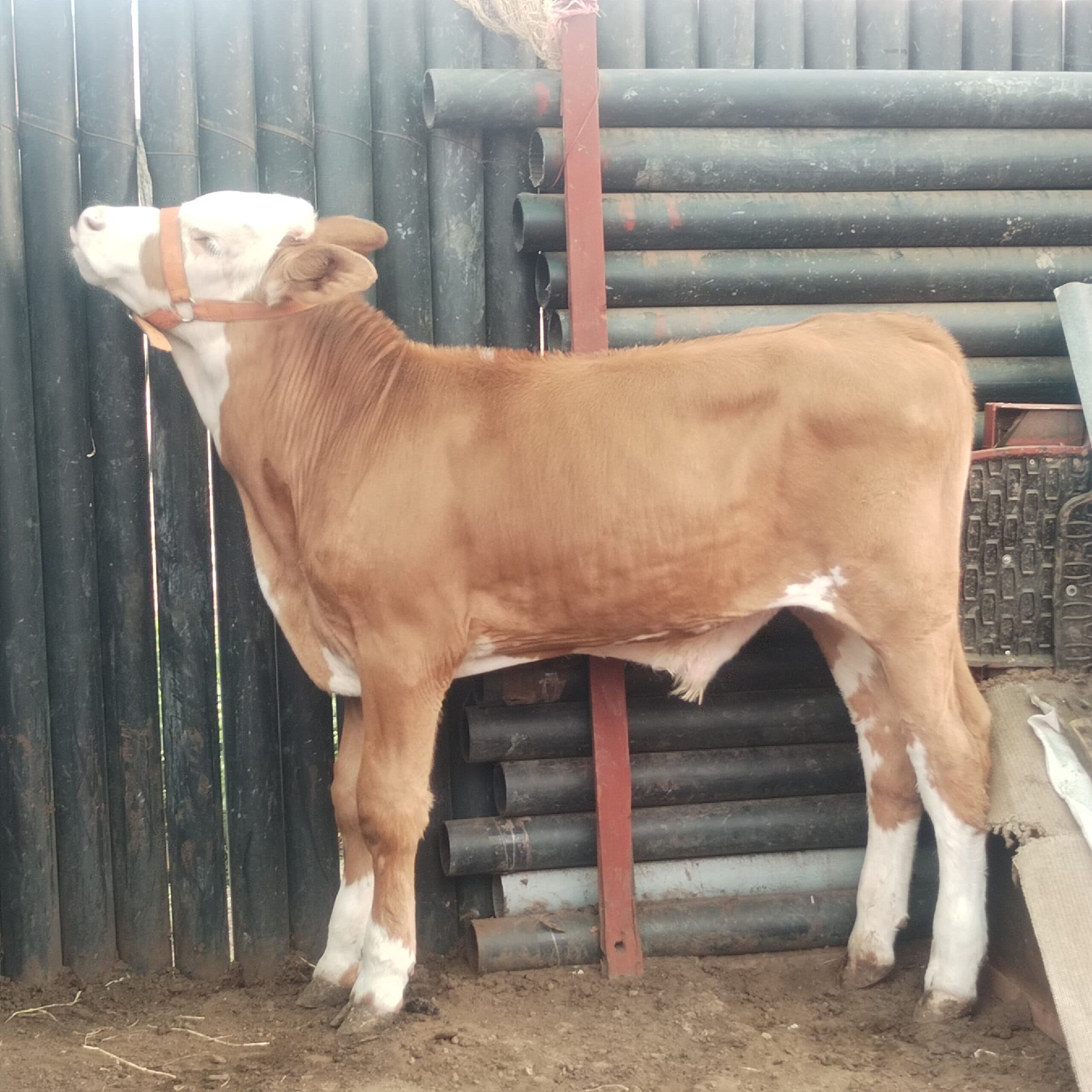 Simmental — 1