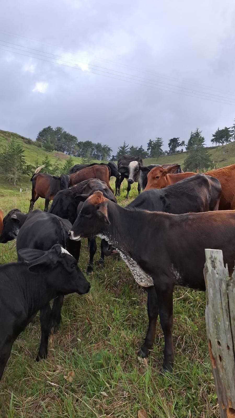 Venta de Vacas de Alta Calidad – ¡Oportunidad Única! — 1