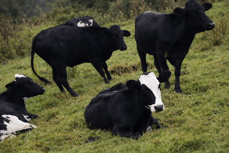 Lote De Vacas Brahman Y Girolando, 220 Kg Promedio.