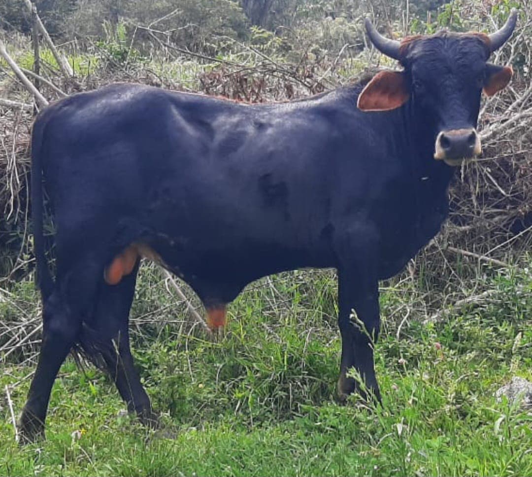 Torete F1 Gyr X Jersey 15 Meses — 1