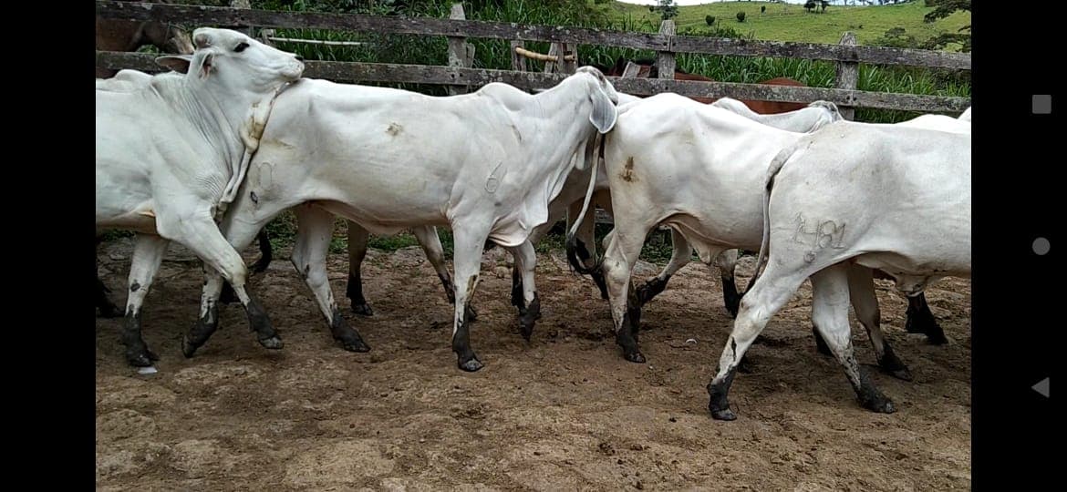 Venta de Novillas Brahman — 1