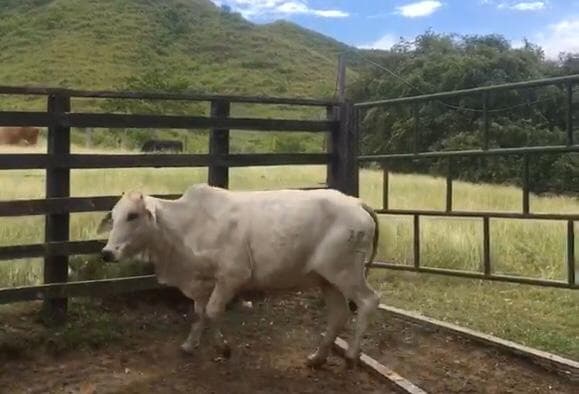 VENDO LOTE NOVILLAS BRAHMAN PARA CRIA — 1