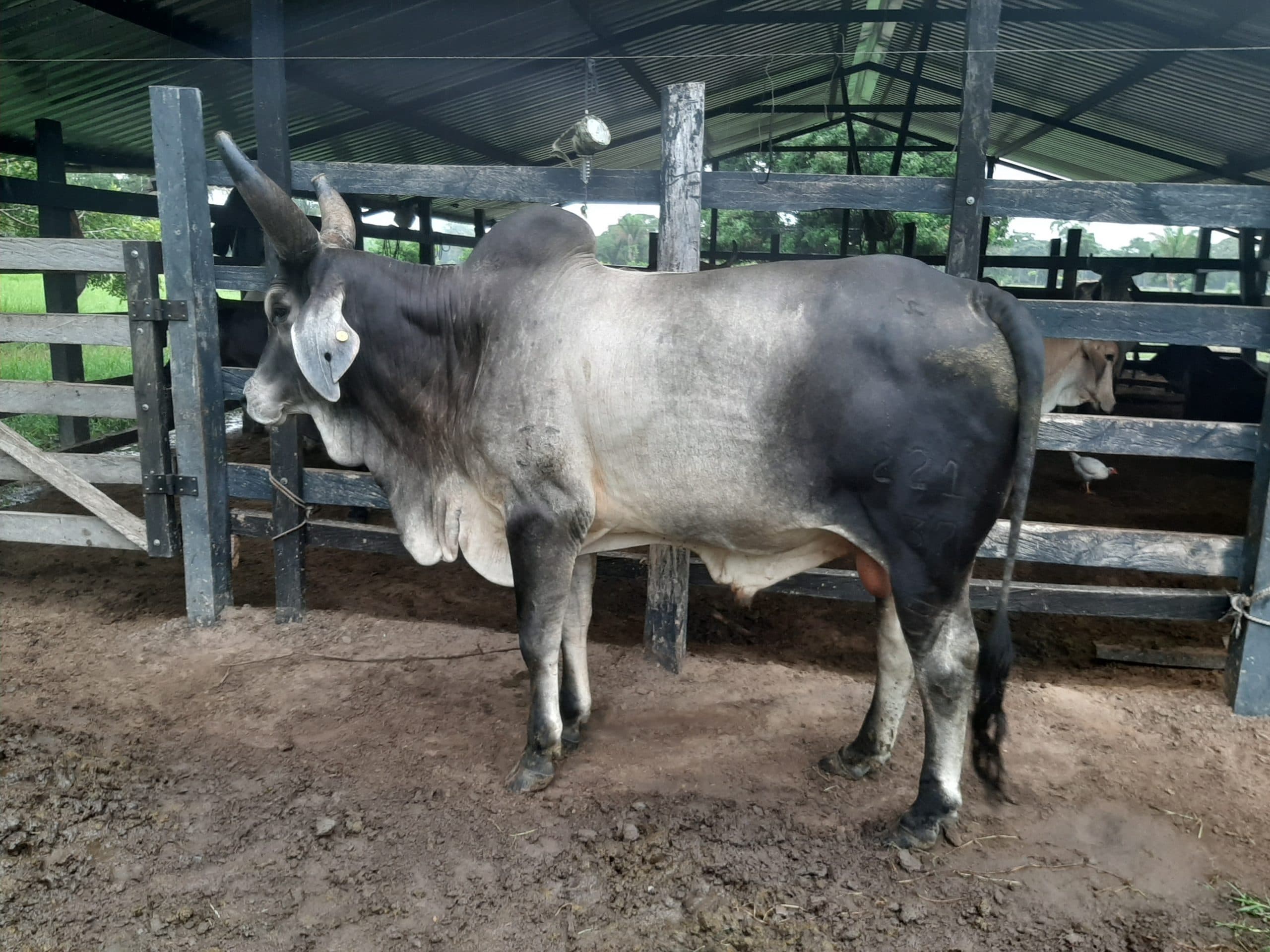 Toro guzerat