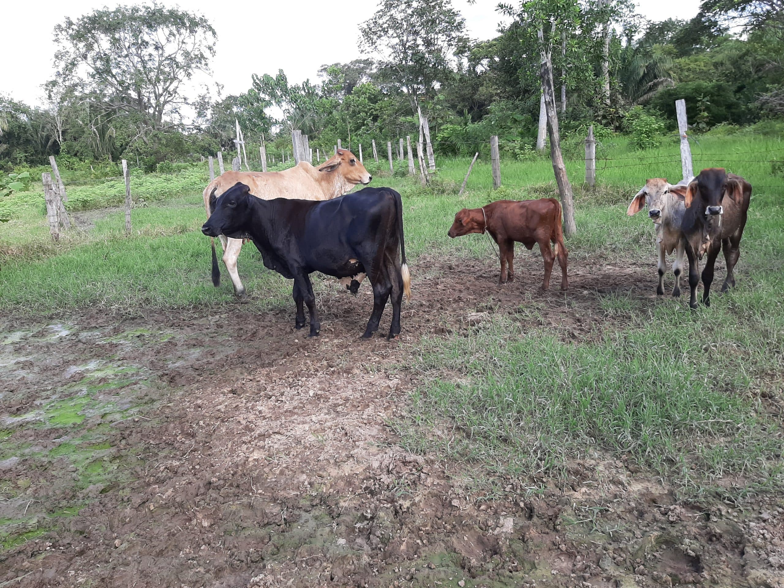 Gyrolando teatrox holstein