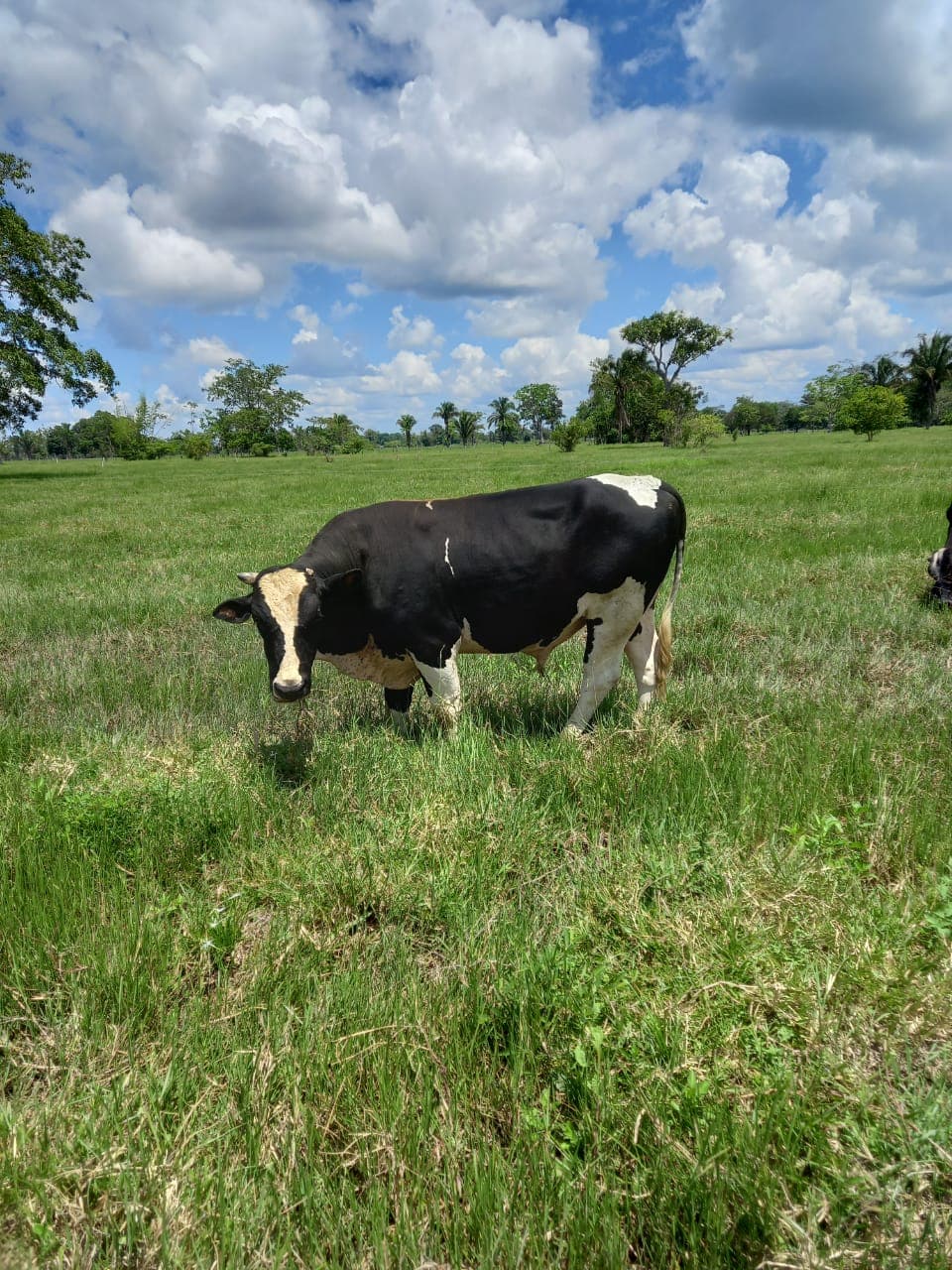 Toro tipo leche holstein gyr