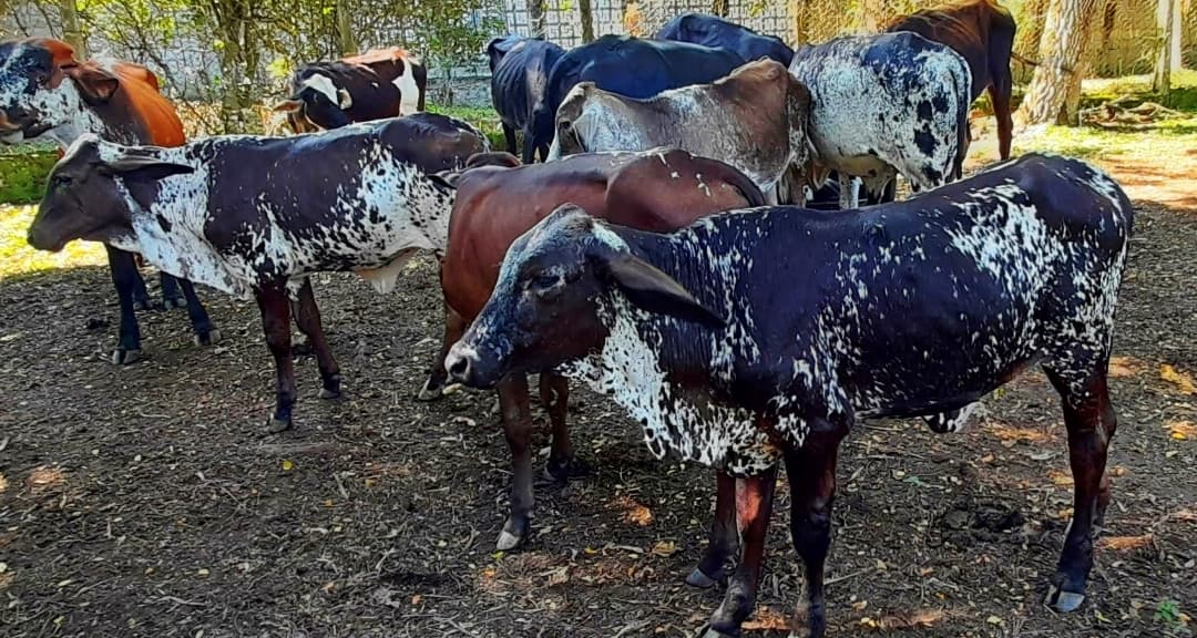 Venta de terneras pie de cria giroland f1 y 5/8 pl excelente clase y genetica inf transporte y envios a todo el pais — 1