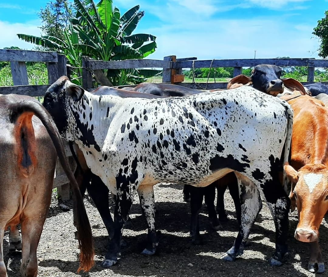 Venta de novillas giroland f1 y 5/8 inf transporte y envios a todo el pais — 1